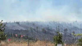 Kocaeli’de ormanlık alanda yangın: Bölgeye ekipler sevk edildi